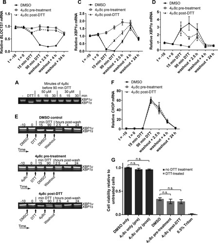 FIG 8 Inhibition of RIDD does not affect RPMI-8226 cell viability under acute ER stress. (A) Agarose gel electrophoresis of the RT-PCR product surrounding the XBP1 splice site in samples from RPMI-8226 cells pretreated for the indicated times with the indicated concentration of 4μ8c and then treated with 2 mM DTT for 90 min. −, untreated cells; DTT, DTT alone. (B) SYBR green qPCR showing relative expression of BLOC1S1 mRNA in RPMI-8226 cells treated with 30 μM 4μ8c at −10 min (t = −10) (pretreatment) or at 15 min of DTT (post-DTT) and treated with DTT at time zero (t = 0) for 90 min before washout and recovery for the indicated times. DMSO, vehicle control-treated cells. (C and D) TaqMan qPCR quantification of XBP1u (C) and XBP1s (D) in the samples used for panel B. (E) Representative agarose gel electrophoresis of the RT-PCR product surrounding the XBP1 splice site in the samples from panel B. The arrows indicate the times of addition of the indicated treatments or washout. (F) SYBR green qPCR of relative CHOP expression in the samples used for panel B. (G) WST-1 cell viability assays of RPMI-8226 cells treated as for panel B or treated with 4μ8c or DMSO without DTT treatment. The data are relative to untreated cells; 0.5% Triton X-100 after DTT washout is shown as a control for maximal cell death. All the graphs show means ± SEM from four (B, F, and G) or three (C and D) independent experiments. n.s., P > 0.05 (unpaired t test). All qPCR measurements were normalized to GAPDH and are presented relative to time −10 for DMSO-treated cell samples.