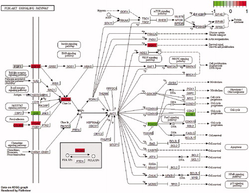 Figure 6. PI3K/AKT signalling map. Coloured genes are differentially expressed genes (DEGs). Node colour reflects gene’s log2FC variation: Red stands for up-regulation and green stands for down-regulated genes in Commercial broiler.