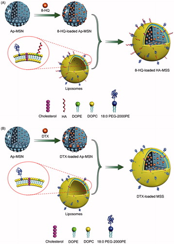 Figure 3. The preparation procedure of HA modified mesoporous silica nanoparticles (MSN). MSN modified with an amine-containing silane were first loaded with docetaxel or 8-hydroxy quinoline. Liposomes were prepared with different components consisting of DOPC, DOPE, cholesterol and 18:0 PEG-2000 PE (60:5:30:5 mass ratio). HA was conjugated to the liposomes by an EDC-based method. Finally, hyaluronan modified mesoporous silica nanoparticle-supported lipid bilayers (HA-MSS) was constructed by fusing HA-modified liposomes to drug loaded MSN [Citation31] (Reproduced with permission. Copy Right, Elsevier 2013).