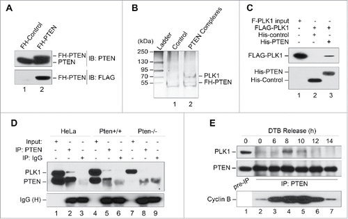 Figure 2. PLK1 is a PTEN-associated mitotic protein. (A) Expression of FH-PTEN and endogenous PTEN in FH-PTEN-expressing HeLa cells. Western blot analysis of HeLa cells containing FH-PTEN or a control vector with an anti-PTEN (upper panel) or anti-FLAG (lower panel) antibody. (B) Identification of Plk1 as a component of PTEN-associated protein complexes by pull-down assay. PTEN-complexes from HeLa/FLAG-HA-PTEN cells and a control elution from HeLa cells containing an empty vector were separated on SDS-PAGE following tandem affinity purification. A ∼70-kDa band was analyzed by mass-spectrometry and revealed PLK1 as a potential PTEN-associated protein. (C) Direct interaction of PTEN with PLK1 in vitro. Sf9 cells were infected with indicated recombinant baculovirus for 72 hours and subsequently harvested for protein purification using either an Ni-NTA agarose column or an anti-FLAG M2 affinity gel. Purified His-tagged proteins were incubated with purified FLAG-PLK1 protein followed by precipitation with Ni-NTA beads. Samples were then subjected to analysis of FLAG-PLK1 expression (upper panel). His-tagged PTEN and control protein in these reactions were shown in the lower panel. (D) Physical association of endogenous PTEN and PLK1. HeLa cells as well as MEFs with or without Pten deletion were subjected to nocodazole treatment (50 nM, 8 h) followed by immunoprecipitation with a rabbit anti-PTEN antibody and subsequent evaluation for PLK1 and PTEN by Western blotting. An isotype-matched mouse IgG was used as a control for immunoprecipitation and ExactaCruz reagents were used to reduce the interference of IgG bands. (E) Cell cycle-dependent PTEN-PLK1 association during cell division. HeLa cells were synchronized by DTB and released after different times as indicated. The interaction between PTEN and PLK1 was examined by PTEN immunoprecipitation for detection of PTEN-associated PLK1 by Western analysis. Cyclin B expression in synchronized pre-IP samples is shown to indicate mitotic entry and exit.