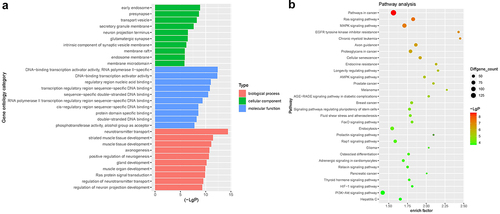 Figure 2. GO enrichment and KEGG pathway analyses. (a) GO enrichment analysis was used to analyze the functional information associated with DEMs. (b) KEGG pathway analysis was used to analyze the functional information associated with DEMs.