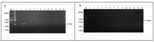 Figure 5. PCR detection electrophoresis results.Note: (a) 2129-BE + PCR detection electrophoresis results; (b) CSR·181-BE + PCR detection electrophoresis results M: DL 2000 Marker; 1: positive control; 2: negative control; 3-14: 2129-BE + PCR result