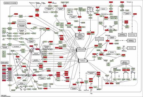 Figure 9. Representative signaling transduction of Pathways in cancer merged with identified targets. Genes in red are potential targets of YSNJF in treating MDS as predicted by network pharmacology