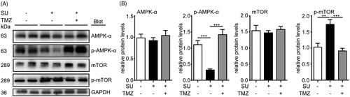 Figure 4. SU-induced AMPK/mTOR activation inhibition in mouse hearts is reversed by TMZ. (A, B) Western blots of AMPK/mTOR pathway in vehicle-, SU- and SU-TMZ-administrated mouse heart homogenates and statistical analysis (n = 5, 5, 5, 6, respectively). (The Student’s two-tailed t-test was used, error bar = SEM, **p < 0.01, ***p < 0.001).