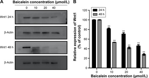 Figure 12 Baicalein inhibits the expression of Wnt1 in MDA-MB-231 cells.