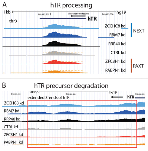 Figure 3. Processing and degradation of hTR. Screen shots of the hTR gene and RNAseq data from.Citation7 (A) hTR maturation depends on the PAXT-independent poly(A) tail recognition by PABPN1 and the ensuing 3′end trimming by PARN (see text for details). Accordingly, depletion of PABPN1 (‘PABPN1 Kd’), but not ZFC3H1 (‘ZFC3H1 kd’), decreases levels of mature hTR. Orange dashed lines indicate the maximum RNA signal levels in PABPN1 depletion conditions. (B) Extended hTR 3′ends (highlighted by red box) of impaired hTR precursors are targets for NEXT-dependent exosome degradation in the nucleoplasm.