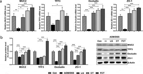 Figure 3. Recovery of mucus- (MUC2 and TFF3) and colon barrier-associated (occludin and ZO-1) proteins from the colons of the AOM/DSS-induced CAC mice by L. gasseri 505 (LG), C. tricuspidata leaf extract (CT), and fermented CT by L. gasseri 505 (FCT). The abbreviations of Con and AOM/DSS represent the control mice and AOM-DSS-induced CAC mice, respectively. (a) mRNA quantification of MUC2, TFF3, occludin, and ZO-1 using Real-Time RT-PCR with respect to the mRNA level of GAPDH for normalization. (b) Determination of the protein productions using Western blot analysis compared with β-actin production for normalization. The data present the mean ± standard deviation (SD). Asterisks denote significance vs. AOM/DSS group by one-way ANOVA (*p < .05, **p < .01, ***p < .001).