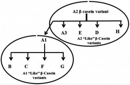 Figure 1 A1 and A2 “like” variants of β-casein.