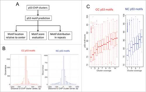 Figure 2. Analysis of p53 motifs in ChIP clusters. (A) Overall research plan for the p53 motifs identified in ChIP clusters. The PWM-based tool developed in our previous study (Cui et al. Citation2011) was used to predict p53 motifs. If multiple p53 motifs were found in a given cluster, the motif with the highest PWM score was selected. (B) Locations of p53 motifs relative to the ChIP cluster centers. (C) Distribution of p53 motif scores with respect to the coverage of ChIP clusters.