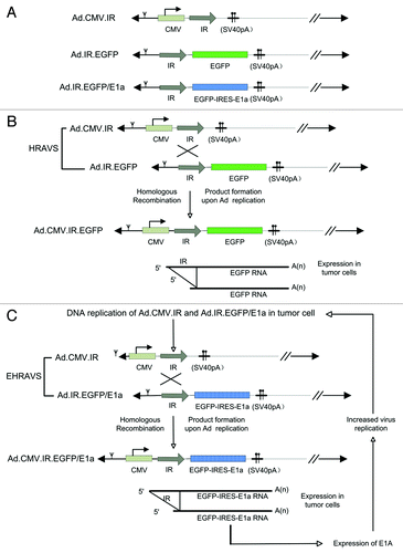 Figure 1. (A) Schematic structure of Ad.CMV.IR, Ad.IR.EGFP, and Ad.IR.EGFP/E1a. (B) HRAVS, which is composed of Ad.CMV.IR and Ad.IR.EGFP, specifically replicates in tumor cells. The homologous recombination is activated, leading to the formation of Ad.CMV.IR.EGFP and EGFP expression. (C) EHRAVS, which is composed of Ad.CMV.IR and Ad.IR.EGFP/E1a, specifically replicates in tumor cells. The homologous recombination between the two viruses results in the production of Ad.CMV.IR.EGFP/E1a, which expresses both EGFP and E1a, and the latter can enhance the virus replication in the tumor cells.