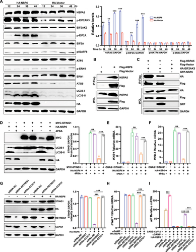 Figure 6. SARS-CoV-2 NSP6 interacts with HSPA5 and enhances ER stress-induced autophagy by activating the EIF2AK3-EIF2A signaling pathway. (A) HEK293T cells were transfected with the HA-NSP6 or HA-vector plasmid. The cell lysates were harvested after 12, 24, 36, and 48 h and then were analyzed by immunoblotting with the indicated antibodies. (B) the interaction between NSP6 and the endogenous HSPA5 was detected by co-IP assays in HEK293T cells transfected with Flag vector or Flag-NSP6 plasmid for 24 h. (C) the interaction between HSPA5 and EIF2AK3 was analyzed by co-IP assay in 293T cells co-transfected with the indicated plasmids for 24 h. (D) the STING1 and LC3B expression levels were analyzed by immunoblotting in HEK293T cells pretreated with or without 10 μM 4PBA for 6 h, followed by co-transfection of the indicated plasmids for 24 h (left). Band intensities were determined by ImageJ software (right). (E-F) the mRNA levels of IFNB1 and ISG15 were measured using RT-qPCR in HEK293T cells pretreated with or without 10 μM 4PBA for 6 h, followed by co-transfection of the indicated plasmids for 24 h. (G) the STING1 expression levels were analyzed by immunoblotting in HeLa cells (expressing endogenous CGAS and STING1) transfected with HA-NSP6 or HA-Vector plasmid, along with either specific siRNA-RETREG1 or siRNA-CCPG1 for 24 h (left). Band intensities were determined by ImageJ software (right). (H) RT-Qpcr analysis of IFNB1 mRNA levels in HeLa cells (expressing endogenous CGAS and STING1) transfected with HA-NSP6 or HA-Vector plasmid, along with either specific siRNA-RETREG1 or siRNA-CCPG1 for 24 h, followed by 2’,3’-cGAMP treatment for 8 h. (I) RT-qPCR analysis of SARS-CoV-2 NP mRNA levels were determined in HeLa-ACE2 cells transfected with HA-NSP6 or HA-Vector plasmid, along with either specific siRNA-RETREG1 or siRNA-CCPG1 for 24 h, followed by 2’,3’-cGAMP treatment for 8 h, then SARS-CoV-2-WT (MOI = 0.01) infection for another 12 h. The viral RNA levels of NP gene were evaluated by RT-qPCR. The data are representative of three independent experiments. Data are presented as mean ± SD. *P < 0.05, **P < 0.01, and ***P < 0.001 (unpaired, two-tailed Student’s t-test).