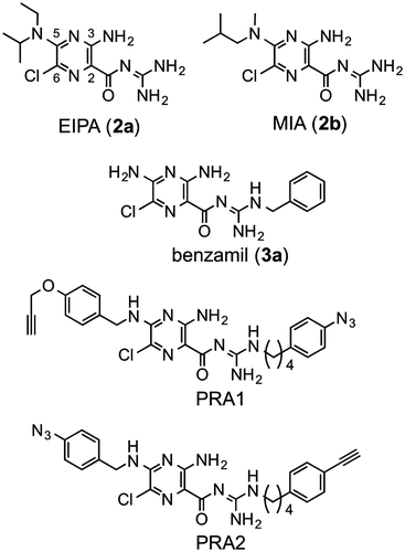 Fig. 1. Structures of EIPA, MIA, benzamil, and photoreactive amilorides (PRA1 and PRA2).
