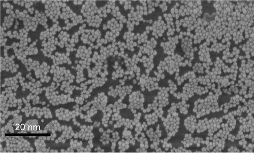 Figure S6 Representative SEM image of AuPEG_1 deposited on a planar gold surface.Abbreviations: SEM, scanning electron microscopy; AuPEG, PEG-coated AuNPs; PEG, polyethylene glycol; AuNPs, gold nanoparticles.