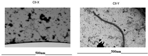 Figure 4. TEM micrographs showing difference in the appearance of CII-X and CII-Y powders (500 nM). CII-Y samples shows fibrils typical of type II collagen. CII-X failed to present with the typical fibril structures characteristic of intact type II collagen fibers.