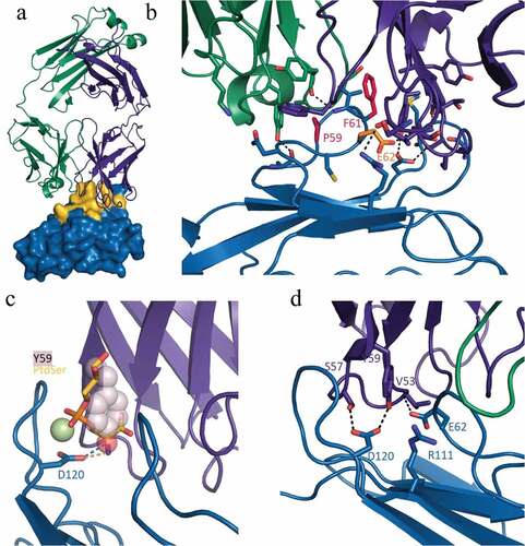 Figure 2. Crystal structure of human TIM-3 in complex with M6903. X-ray diffraction data were collected using cryogenic conditions, and the structure of the Fab complexed with TIM-3 was solved by molecular replacement. a) Overview of the Fab portion of M6903 (heavy chain in purple, light chain in green cartoon representation) bound to TIM-3 shown as a surface representation (blue). Extensive contacts made on TIM-3 are highlighted in yellow. The majority of the contact occurs with the heavy chain and the third complementarity determining region of the light chain (CDR-L3) of M6903. b) The epitope hotspot residues of TIM-3 are highlighted in red (most important, P59 and F61) and orange (E62). The residues form extensive hydrophobic and electrostatic interactions to M6903. c) The polar head group of PtdSer (yellow and orange sticks) and the coordinating calcium ion (light green) have been modeled into the structure of M6903 bound TIM-3 by superposition with the structure of murine TIM-3 (3KAACitation27). The binding site of PtdSer coincides with the placement of Y59 (pink spheres) of the heavy chain from M6903. Hydrogen bonds from D120 on TIM-3 to PtdSer or M6903, respectively, are shown in orange and blue. d) The polar interactions of M6903 with the CEACAM1 binding residues of TIM-3 are shown with dashed lines