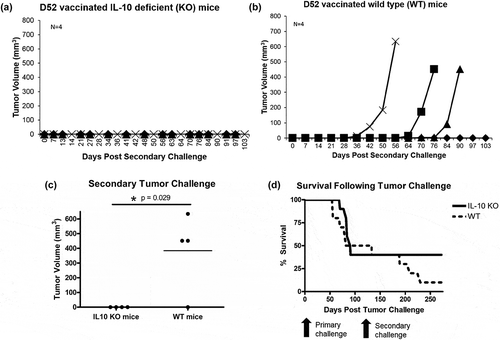 Figure 4. Autochthonous TRAMP-C2 tumor growth in IL-10 deficient (KO) and wild type (WT) mice vaccinated with murine D52 (mD52) as a plasmid DNA vaccine and inoculated with a secondary tumor cell challenge ~140 days after rejection of the primary challenge (Figure 2a; 184–189 days after the final vaccination). (a) Secondary TRAMP-C2 tumor growth in IL-10 deficient (KO) mice vaccinated four times and capable of rejecting a primary tumor challenge with TRAMP-C2 tumor cells. Each graph line represents an individual mouse. (b) Secondary TRAMP-C2 tumor growth in wild type (WT) mice vaccinated four times and capable of rejecting a primary tumor challenge with TRAMP-C2 tumor cells. Each graph line represents an individual mouse. (c) Comparison of secondary tumor growth on day 103 post-secondary tumor challenge with TRAMP-C2 cells in vaccinated IL-10 deficient (IL10 KO) and wild type (WT) mice. Tumor volume (mm3) was determined by perpendicular measurements (axb2)/2, where b is the smaller of the two measurements. Significance was determined using a paired t-test (p < .05). (d) Comparison of overall survival between vaccinated IL-10 deficient (IL10 KO) and wild type (WT) mice following primary and secondary TRAMP-C2 tumor challenges (Figure 2a). Data are presented as percent survival (% Survival) in a specific group over time (Day 0 represents primary tumor challenge and Day 133 represents secondary tumor challenge in the opposite flank relative to primary tumor challenge of Day 0).
