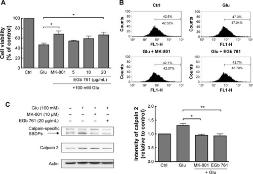 Figure 1 Protective effects of EGb 761 in glutamate-induced excitotoxicity of SH-SY5Y cells.