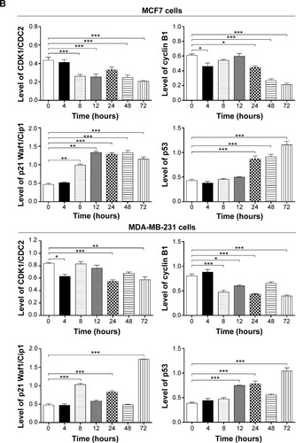 Figure 5 Effect of ALS treatment time on the expression levels of CDK1/CDC2, CDK2, cyclin B1, p21 Waf1/Cip1, p27 Kip1, and p53 in MCF7 and MDA-MB-231 cells.