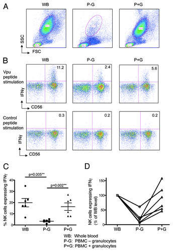 Figure 3. Higher ADCC Activity is observed in the presence of granulocytes. Autologous granulocytes were added back to PBMC and assessed for their ability to restore ADCC activity. Whole blood (WB), PBMCs (isolated by ficoll gradient, P-G) and PBMCs with autologous granulocytes (isolated by percoll gradient) added back (P+G) were analyzed by flow cytometry. (A) Granulocyte population for the 3 assay conditions circled. (B) Depletion of granulocytes markedly reduces IFNγ expression by CD56 NK-cells in the presence of HIV+ plasma after stimulation with Vpu peptide (top middle plot) compared with whole blood (top left plot); this response is significantly restored by adding back granulocytes (top right plot); a control peptide showed no responses (bottom plots). (C) Across 6 donors, there is a significant decrease in IFNγ expression by NK-cells in the presence of HIV+ plasma during the ADCC assay when granulocytes were depleted (p = 0.005); this response was nearly completely restored when granulocytes were added back to the incubation (p = 0.002; Mann-Whitney) (D) Shows the same data from C normalized to NK cell activation in the whole blood culture.