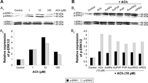 Figure 7 Modulatory effects of stabilizer and unmodified and modified AuNPs on ACh-induced ERK1/2 phosphorylation in BAECs.Notes: (A) Representative Western blot analysis (A1) showing the stimulatory effect of 1/10/100 µM ACh on ERK1/2 phosphorylation (p-ERK1/2) in BAECs after 10 minutes’ exposure compared to untreated cells (control); relative expression of p-ERK1/2 calculated as a ratio to ERK1/2 expression, the loading control (A2). (B) Representative Western blot analysis (B1) showing the modulatory effects of 10 µM ACh-induced ERK1/2 phosphorylation in the absence or in the presence of stabilizer (PVP) and non-modified and unmodified AuNPs (AuPVP, AumPEG) in BAECs after 10 minutes’ incubation compared to untreated cells (control). The bar graph shows the relative expression of p-ERK1/2 calculated as a ratio to ERK1/2 expression, the loading control (B2).Abbreviations: AuNPs, gold nanoparticles; ACh, acetylcholine; BAECs, bovine aortic endothelial cells; PVP, polyvinylpyrrolidone; mPEG, mercapto polyethylene glycol; t-ERK, total ERK.