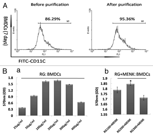 Figure 1. The CD11c+ cell purification with MACS. (A) We can see easily that the BMDCs have been purified significantly and approached 95%. (B) BMDCs proliferation under a range of RG doses and BMDCs proliferation under a range of RG+MENK doses.