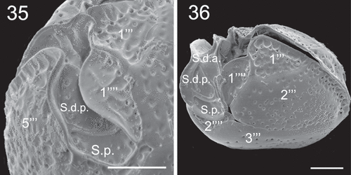 Figs 35–36. SEM micrographs of Coolia cf. canariensis phylogroup II. Fig. 35. Detail of plates surrounding the antapical part of the sulcal region. Fig. 36. Oblique-ventral view. Scale bars: 5 µm.