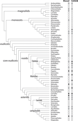 Figure 17. Angiosperm pollen diversity at the Eocene Messel and Eckfeld localities mapped on currently accepted angiosperm phylogeny (Stevens 2001+; APG III Citation2009), deep relationships modified after (Goremykin et al. Citation2015). Grey filled boxes indicate orders present in the LM studied sedimentary pollen record of Messel and Eckfeld, black stars highlight angiosperm orders documented here from bee fossils originating from both localities.