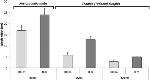 Figure 4. Average spicule width (+ standard error, SE) of Xestospongia muta (oxeas) and Tedania (Tedania) dirhaphis (styles, tylotes) collected close to the vent and 300 m away from it. All of the differences obtained were statistically significant (Student’s t-test).