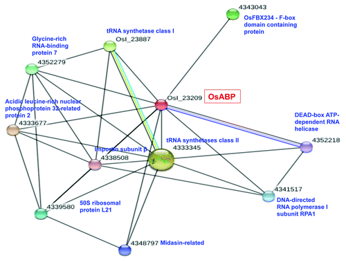 Figure 2. Schematic representation of the putative interaction of OsABP with other proteins. STRING program (http://string-db.org/) was used for the bioinformatic prediction of protein-protein interaction.