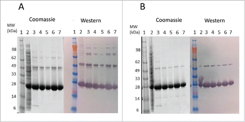 Figure 1. SDS-PAGE and western blot analysis of Tc24-WT+His in-process samples. Samples were separated on 4–12% Bis-Tris gels under Non-Reduced (A) and Reduced (B) conditions. Lane 1: SeeBlue Plus Molecular Weight marker (10 µl). Lane 2: Starting Material (7.5 µl). Lane 3: IMAC eluate (7.5 µl). Lanes 4–5 QXL eluate (4 µl and 2 µl load). Lanes 6–7: Final Tc24-WT+His (4 µl and 2 µl load). Western blot detection was performed using an in house polyclonal mouse anti-Tc24 antibody at 1:2,500 followed by a goat anti-mouse IgG alkaline phosphatase conjugated secondary antibody at 1:7,500).