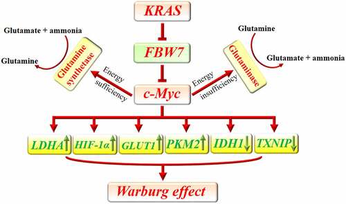 Figure 1. Implication of c-Myc in metabolic reprogramming of pancreatic cancer. KRAS downregulates FBW7 to prevent its inhibitory effect on c-Myc. C-Myc can increase the uptake of glucose by increasing the expression of GLUT1 and decreasing the expression of TXNIP. Furthermore, c-Myc promotes the expression of LDHA and PKM2 and decreases IDH1 to enhance glycolysis. Additionally, c-Myc potentiates HIF-1α which can similarly accelerate glycolysis. In the presence of energy insufficiency, c-Myc can promote glutaminase expression which subsequently increases glutamate bioavailability as a source of energy. In the presence of sufficient source of energy, c-Myc promotes the expression of glutamine synthetase and increases the available amount of glutamine which can be used for anabolic purposes in cancer cells.