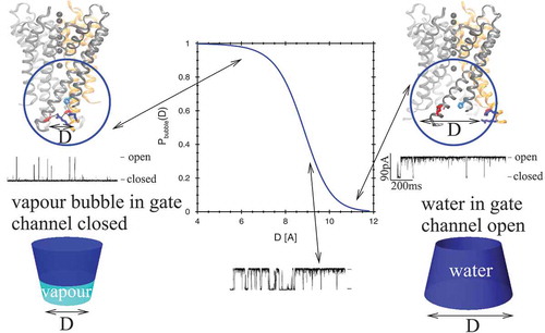 Figure 1. The probability Pbubble(D) of finding a bubble in a slightly hydrophobic gate of a biological ion channel following the geometry of KcsA [Citation66] as a function of the lower diameter D, which should be compared to the diameter of water that is set at 2.8 Å in this calculation [Citation32]. As the lower diameter D changes from narrow to wide, the probability of finding a bubble changes from roughly 1 to nearly 0. The key quantity driving this behaviour is ΔΩ, given in EquationEquation (9)(9) ΔΩ(D)=Ωbubble(D)−Ωwater(D)=ΔPVv+ΔγAv+ΔκCv+γlv(Alv,1+Alv,2),(9) , the difference in the free energy of the gate blocked by a bubble and one in the same geometrical configuration filled by water. The KcsA structures are adapted from Ref [Citation83], Copyright (2008) National Academy of Sciences, U.S.A. The ion currents shown in this figure illustrate the result that can be observed in patch-clamp experiments [Citation68].