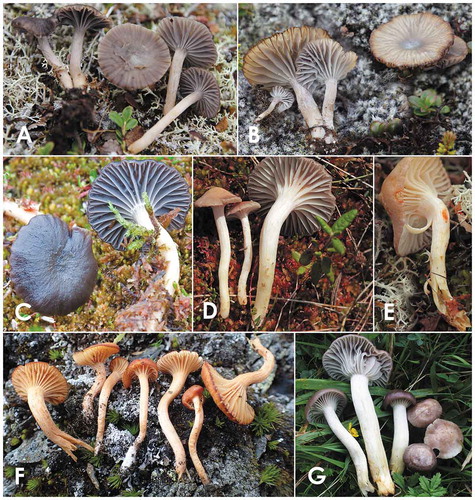 Figure 3. Described species of Cuphophyllus. A. Cuphophyllus cinerellus (epitype, EL30-16). B. Cuphophyllus esteriae (TCAV-04). C. Cuphophyllus esteriae (BH-097). D. Cuphophyllus lamarum (holotype, 10.07.13.av01). E. Cuphophyllus lamarum, single collections showing orange staining (10.07.28.av01). F. Cuphophyllus hygrocyboides (Berch0283). G. Cuphophyllus flavipes, photographed 2002, in same site as epitype (photo, Peter Karasch). Bars = 25 mm.