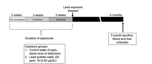 Figure 1. Mouse treatment paradigm showing timing of Pb exposure and animal sacrifice/tissue collection. Dams were exposed to normal chow and either control or Pb‐acetate water, starting two weeks prior to mating, through gestation, until offspring were weaned on postnatal day 21. At this point, Pb exposure ceased and offspring were administered control water and chow. At 5 months of age, matched liver and blood tissues were collected for DNA methylation analysis. Pb doses and average blood lead levels are shown