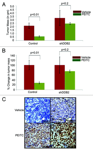 Figure 4. In vivo therapeutic activity of PEITC requires DDB2. (A and B) HCT116 cells expressing control shRNA or DDB2 shRNA were injected subcutaneously into nude mice. Mice were divided randomly in two groups for each cell line for treatment with PEITC (n = 5) or vehicle control (n = 3). Graph represents the tumor mass from control or DDB2-deficient cells line treated with PEITC or left untreated along with percent reduction in tumor mass. (C) HCT116 cells expressing control shRNA or DDB2 shRNA were injected subcutaneously into nude mice. Mice were divided randomly in two groups for each cell line for treatment with PEITC or vehicle control. Four weeks post treatment mice were sacrificed and tumor sections were fixed in 10% Formalin, processed and embedded with paraffin for sectioning. Prepared tumor section slides were then subjected to immunohistochemical analysis using DDB2 antibody. Representative images from two different tumors are shown.
