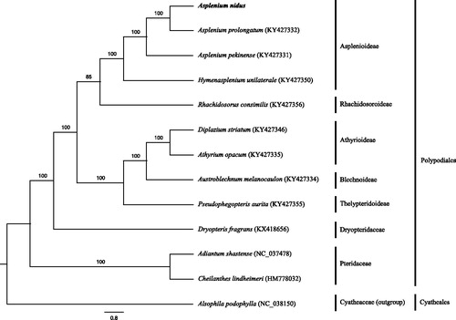 Figure 1. ML phylogenetic relationship of 13 ferns including Alsophila podophylla as an outgroup based on complete chloroplast genome. These complete chloroplast genomes are downloaded from NCBI and the phylogenetic tree is constructed using RaxMLv.8.0 with 1000 bootstrap replicates.