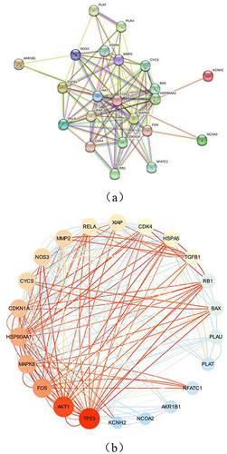 Figure 5 (a and b) PPI network from the STRING database; b: PPI network: The network shows the protein-protein interaction relationships of 22 target genes, and the darker the color and larger the area of the circular nodes, the higher their DOF.