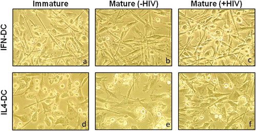 Figure 1. Morphology of IFN-DCs and IL4-DCs derived from HIV-infected individuals. On day 7 of culture, iDC (a and d), mDC (-HIV) (b and e) and mDC (+HIV) (c and f) morphology of both IFN-DCs and IL4-DCs were analysed by inverted optical microscopy, and images were taken at x400 magnification. Images are shown from a representative HIV-infected individual from a pool of 12 individuals.
