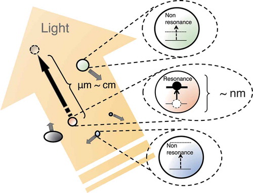 Figure 5. Macroscopic motions of nanoparticles induced by light reflect their quantum-mechanical individualities via the resonant optical force. In this image, only the particles with resonance frequencies that coincide with the laser frequency are manipulated