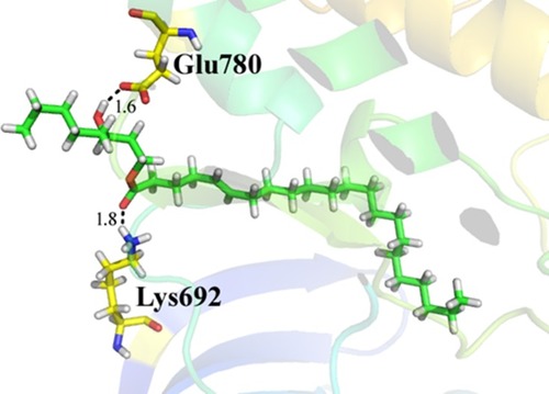 Figure 11 Lowest-energy docked pose of compound 1 with tyrosine kinase (PDB: 1M17) showing key interactions with Glu 780 and Lys 692 active residues of the potential drug target. Hydrogen-bonds are shown as black dashed lines.