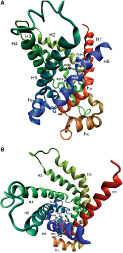 Figure 5.  Structural model of the hCAC protein. Ribbon diagrams viewing the carrier from the lateral side (A) and the cytosolic side (B). The transmembrane α-helices are coloured as follows: H1 red, H2 orange-green, H3 light-green, H4 dark-green, H5 light-blue and H6 blue. Stick representation highlights some residues of the motif R-X-X-P-A-N-A-A-X-F indicated by their number in the hCAC sequence.