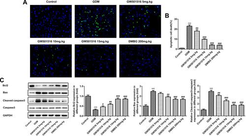 Figure 5 GW501516 reduced the apoptosis rate of islet cells in GDM rats. (A) Tunel staining detected changes in apoptosis level of islet cells. (B) Statistical analysis of apoptosis rate. (C) Western blot was used to detect the expression of apoptosis-related proteins. n=3, ***p<0.001 vs control; #p<0.05, ##p<0.01, ###p<0.001 vs GDM.