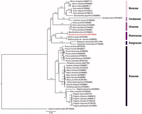 Figure 1. Maximum likelihood (ML) tree based on 65 protein-coding genes from 45 Rosales speceise and one outgroup (Sophora alopecuroides).