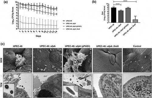 Figure 5. Role of AFP and TIF in the intestinal colonization in streptomycin-treated mouse model. Groups of eight SPF-BALB/c mice were orogastrically inoculated with 1.0 x 103 CFU of UPEC-46 and derivative strains. Fresh fecal samples were collected once a day from each mouse for up to 14 days post-inoculation for (a) bacterial counts and obtaining the (b) area under the curve (cumulative bacterial counts) expressed in CFU/g of fecal. (c) SEM and TEM of colon fragments collected from mice infected with UPEC-46 and derivative strains on day 14. Non-infected colon fragment was used as a negative control. Bars, 2 µm. The Student’s t-test was used for the statistical analyses, comparing UPEC-46 and derivative strains. P-value: ****P < 0.0001.