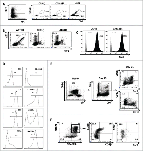 Figure 3. Phenotype and endogenous TCR expression of CD34+ HPC-derived transgenic AR+ T cells. Flow cytometric analysis of the AR-transgenic T cells. (A) CAR-transgenic GFP+ cells of cultures transduced to express either the CAR:ζ or the CAR:28ζ were analyzed on day 26 of OP9-DL1 culture for CD3 and TCRαβ expression. As a control, GFP− cells are shown from the OP9-DL1 culture transduced to express the CAR:ζ (N = 5). (B) Dot plots show CD3 expression of cells from the OP9-DL1 cultures transgenic for the wtTCR, TCR:ζ and TCR:28ζ. Vβ14 staining is used to mark transgene expression, as no GFP is expressed by the transgenic cells (N = 5). (C) Surface and cytoplasmic staining for CD3 of in vitro generated mature T cells that were expanded for one cycle on feeder cells in the presence of cytokines. (D) Expression of various membrane markers by the CD27+CD1a− mature T cells at the end of OP9-DL1 culture (46 d) (N = 2). (E) Day 0: fresh cord blood after MACS CD34 enrichment sorted using the sorting window shown. Day 13: cord blood cells cultured on OP9-DL1 were sorted for CD5 CD7 double positive cells, using the indicated sorting window. The cells were then transduced to express CAR:28ζ and further differentiated on OP9-DL1 feeder layer. Day 21: analysis of the transgenic GFP+ cultured cells for DP cells and CD27+CD1a− mature cells. (F) Flow cytometric analysis of GFP+ CAR:28ζ-transgenic cultures, gated on GFP+ CD27+ CD1a− mature AR+ cells (N = 2).