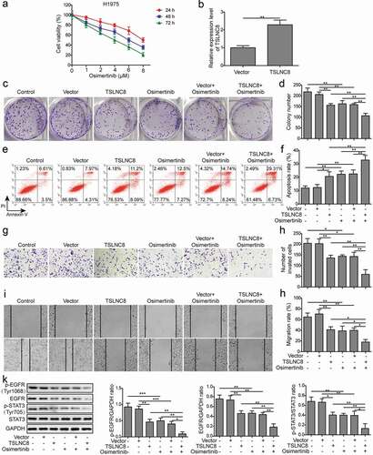 Figure 3. TSLNC8 enhances the effects of osimertinib on cell proliferation, apoptosis, migration and invasion via inhibiting the EGFR-STAT3 pathway. (a). MTT assay was used to evaluate the inhibitory effects of osimertinib on proliferation of H1975 cells. (b). Overexpression of TSLNC8 in the resulting cells was confirmed by qRT-PCR. (c-d). Colony formation assay was performed to evaluate the effects of TSLNC8 overexpression and/or osimertinib administration on proliferation of lung cancer cell line H1975. (e-f). Flow cytometry with Annexin V/PI staining was used to assess the effects of TSLNC8 overexpression and/or osimertinib administration on apoptosis of lung cancer cell line H1975. (g-h). Transwell assay was used to determine the effects of TSLNC8 overexpression and/or osimertinib administration on invasion ability of lung cancer cell line H1975. I-J. In vitro wound healing assay was performed to determine the effects of TSLNC8 overexpression and/or osimertinib administration on migration ability of lung cancer cell line H1975. (k). Western blotting was performed to assess expression of EGFR and phosphorylation of EGFR (Tyr1068) and STAT3 (Tyr705) in lung cancer cell line H1975 in response to TSLNC8 overexpression and/or osimertinib administration. Data were shown as mean±SD, the result was a representative of three independent experiments. *** p< 0.001, ** p< 0.01 and * p< 0.05