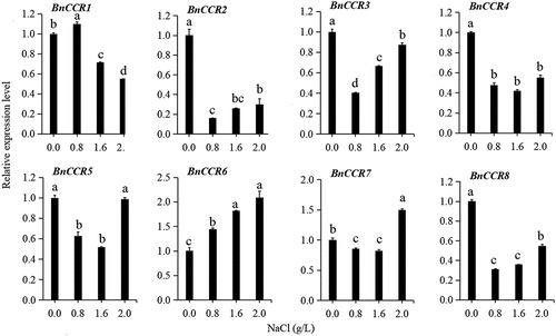 Figure 5. The expression profile of BnCCR genes in stem under NaCl stress.