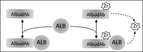 Figure 1. Interactions modeled for AlbudAb GSK3128349 PBPK. ALB: endogenous albumin at constant concentration. AlbudAb in unlabeled or 89Zr-complexed format. Zr denotes both free label as well as 89Zr-AlbudAb which has lost affinity for albumin. Solid arrows denote reversible binding of AlbudAb to albumin. Dashed arrow is a combined reaction which denotes irreversible loss of 89Zr from the chelate or inactivation of the AlbudAb. Detailed reaction scheme for all molecular species and which includes vascular, interstitial, and endosomal compartments is shown on Supplementary Figure 1