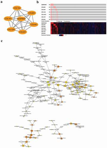Figure 2. Interaction network and biological process analysis of the hub genes. (a) The most significant module was obtained from the PPI network. (b) Hub genes and their co-expression genes were analyzed using cBioPortal. (c) The biological process analysis of hub genes was constructed using BiNGO. The color depth of nodes refers to the corrected P-value of ontologies. The size of nodes refers to the number of genes that are involved in the ontologies. P < 0.01 was considered statistically significant.