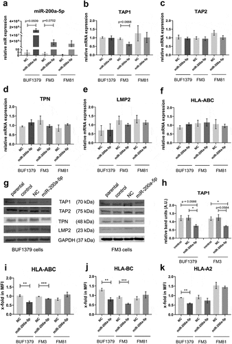 Figure 6. Effect of miR-200a-5p overexpression on the expression of HLA-I APM components in melanoma cell lines.